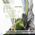 The light of plants- 식물의 빛